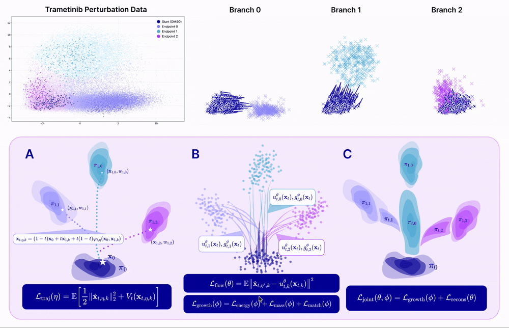 BranchSBM animation showing branched trajectory evolution